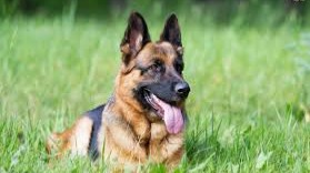The German Shepherd (German: Deutscher Schäferhund, German pronunciation: [ËˆÊƒÉ›ËfÉËŒhÊŠnt]) is a breed of medium to large-size...